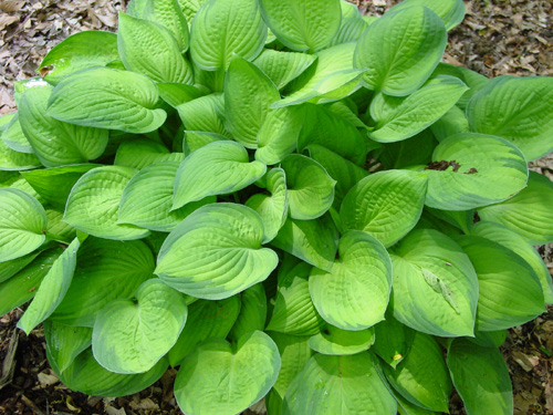 Hosta glaucous